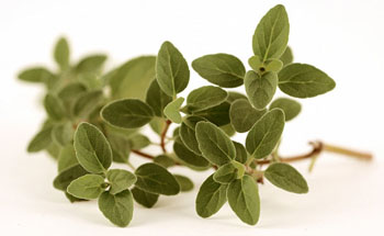 Oregano Vulgare